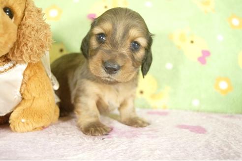 成約済の兵庫県のミニチュアダックスフンド-32794の2枚目