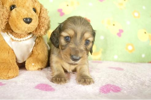 成約済の兵庫県のミニチュアダックスフンド-32794の3枚目