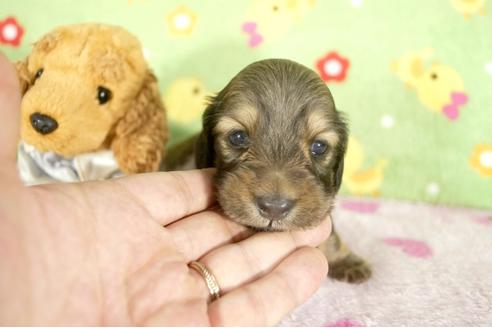 成約済の兵庫県のミニチュアダックスフンド-32795の1枚目