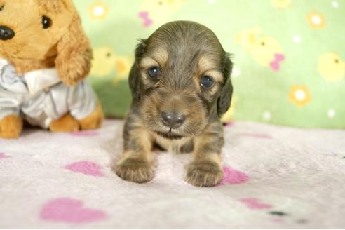 成約済の兵庫県のミニチュアダックスフンド-32795の2枚目