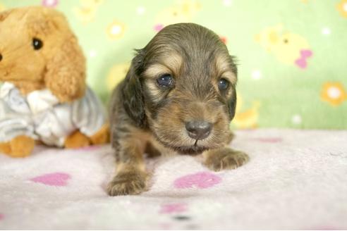成約済の兵庫県のミニチュアダックスフンド-32795の3枚目