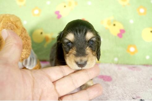 成約済の兵庫県のミニチュアダックスフンド-32796の1枚目