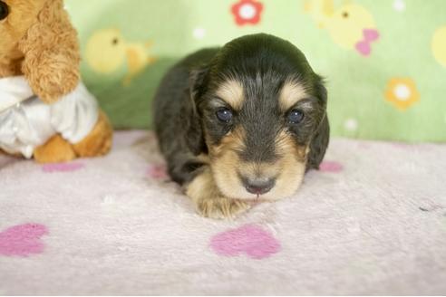 成約済の兵庫県のミニチュアダックスフンド-32796の2枚目