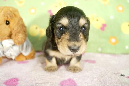 成約済の兵庫県のミニチュアダックスフンド-32796の3枚目