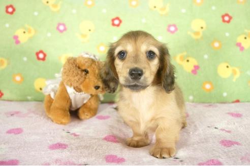 成約済の兵庫県のミニチュアダックスフンド-32797の1枚目