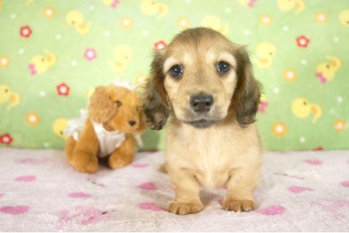 成約済の兵庫県のミニチュアダックスフンド-32797の2枚目