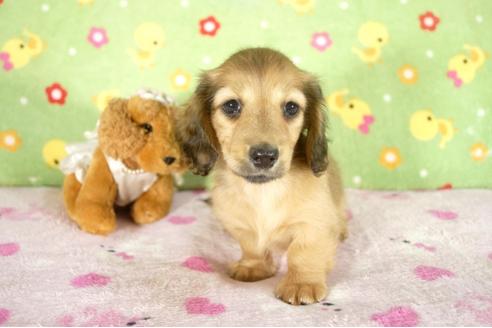 成約済の兵庫県のミニチュアダックスフンド-32797の3枚目