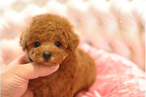 成約済の茨城県のトイプードル-32799の4枚目