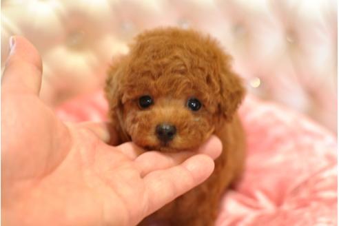 成約済の茨城県のトイプードル-32799の5枚目