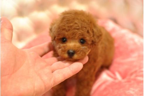 成約済の茨城県のトイプードル-32799の1枚目