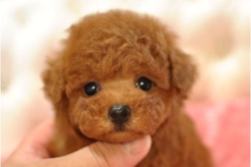 成約済の茨城県のトイプードル-32799の3枚目