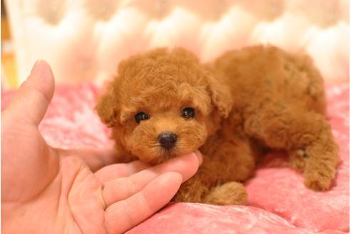 成約済の茨城県のトイプードル-32800の5枚目