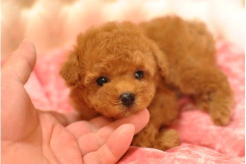 成約済の茨城県のトイプードル-32800の1枚目