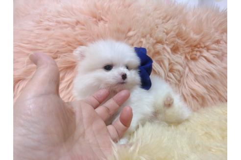 成約済の愛知県のポメラニアン-32819の2枚目