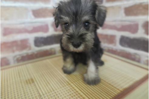 成約済の大阪府のミニチュアシュナウザー-32828の3枚目