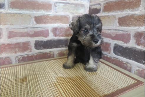 成約済の大阪府のミニチュアシュナウザー-32828の4枚目