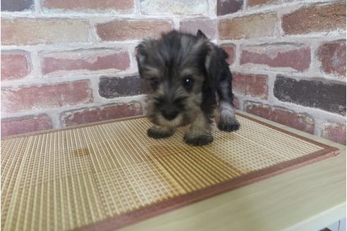 成約済の大阪府のミニチュアシュナウザー-32828の5枚目