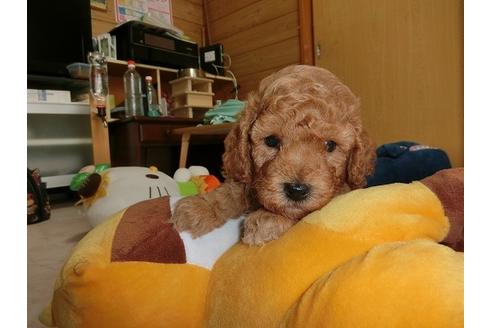 成約済の神奈川県のトイプードル-32833の1枚目