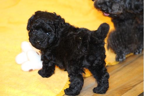 成約済の愛知県のトイプードル-31443の5枚目