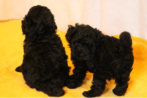 成約済の愛知県のトイプードル-31443の4枚目