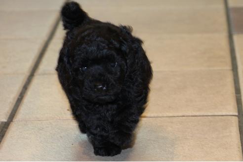 成約済の愛知県のトイプードル-31443の3枚目