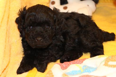 成約済の愛知県のトイプードル-31443の2枚目