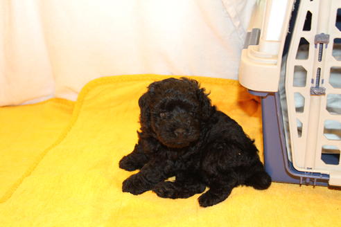 成約済の愛知県のトイプードル-31443の1枚目