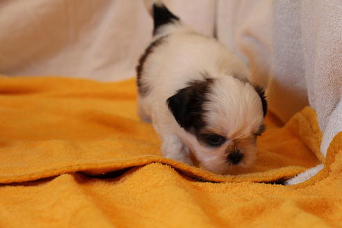 成約済の愛知県のシーズー-31670の3枚目