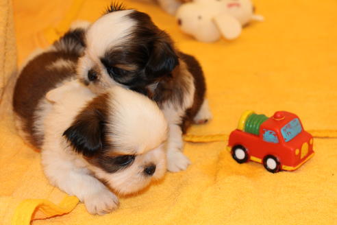 成約済の愛知県のシーズー-31670の2枚目