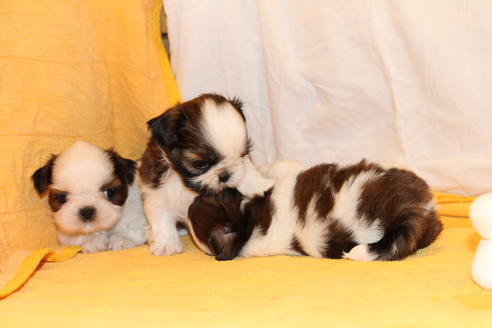 成約済の愛知県のシーズー-31670の1枚目