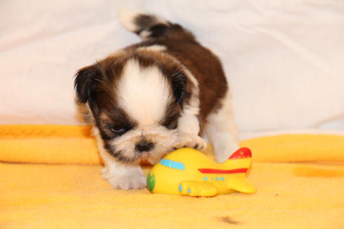 成約済の愛知県のシーズー-31664の3枚目