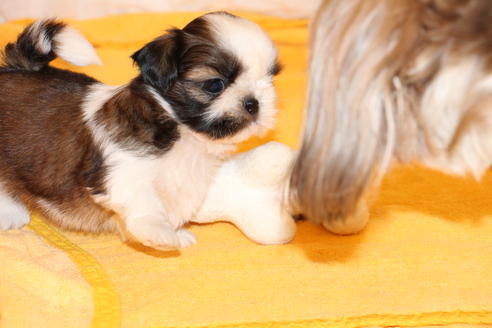 成約済の愛知県のシーズー-31664の2枚目