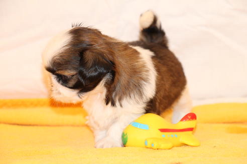 成約済の愛知県のシーズー-31664の1枚目