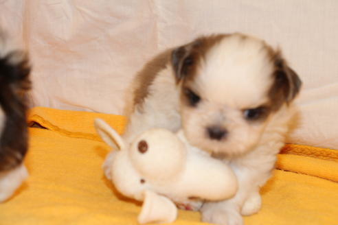 成約済の愛知県のシーズー-31665の3枚目