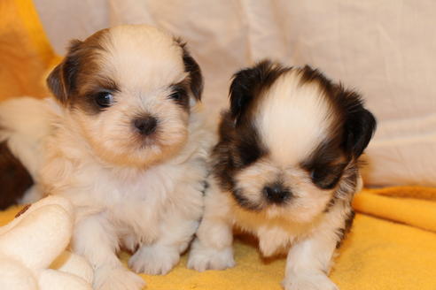 成約済の愛知県のシーズー-31665の2枚目