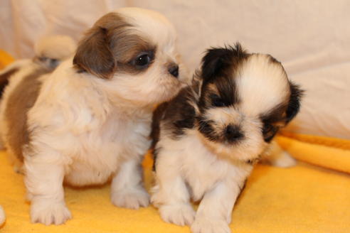 成約済の愛知県のシーズー-31665の1枚目