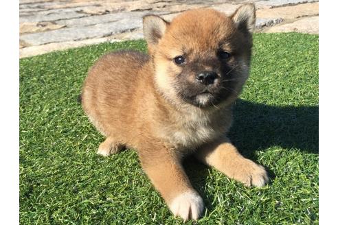 成約済の長崎県の柴犬-30580の4枚目
