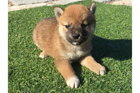 成約済の長崎県の柴犬-30580の5枚目
