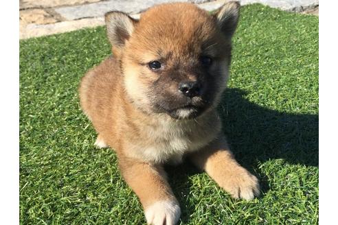 成約済の長崎県の柴犬-30580の1枚目