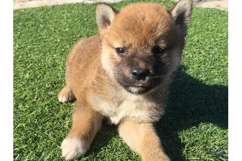成約済の長崎県の柴犬-30580の2枚目