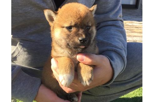 成約済の長崎県の柴犬-30580の3枚目