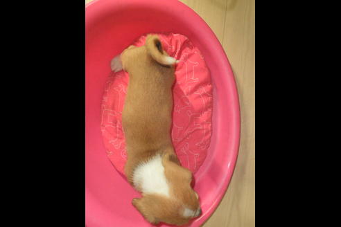 成約済の神奈川県のミックス犬-31612の5枚目