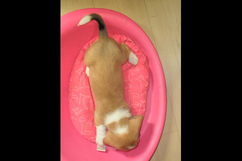 成約済の神奈川県のミックス犬-31618の5枚目