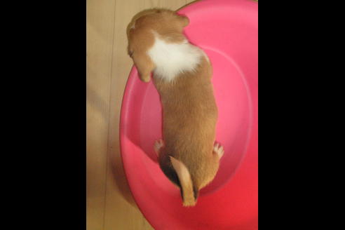 成約済の神奈川県のミックス犬-31615の5枚目