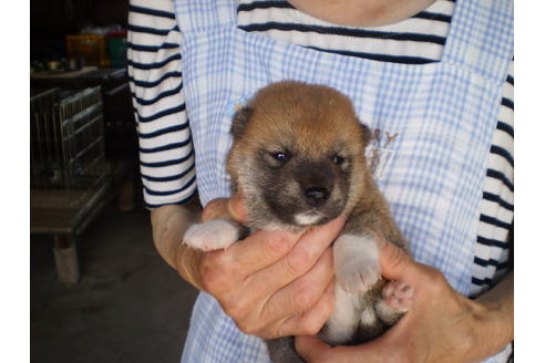 成約済の三重県の柴犬-32378の1枚目