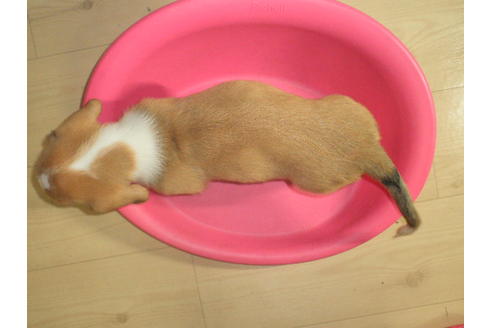 成約済の神奈川県のミックス犬-31059の5枚目