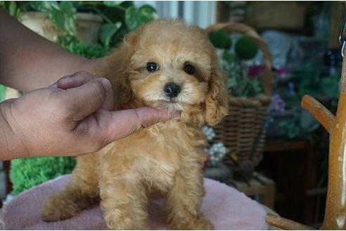 成約済の京都府のトイプードル-32915の1枚目