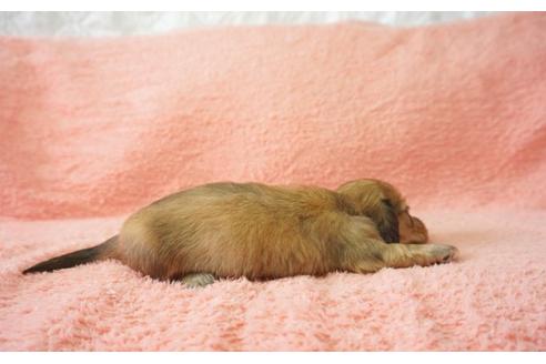 成約済の奈良県のミニチュアダックスフンド-32919の4枚目