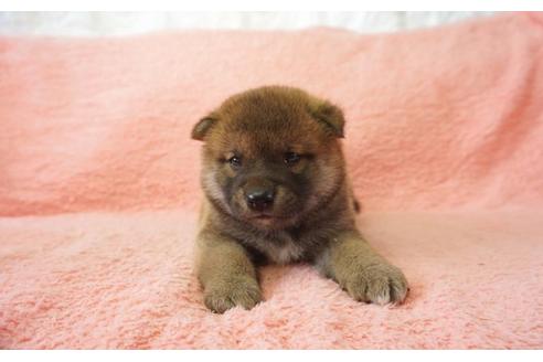 成約済の奈良県の柴犬-32467の1枚目