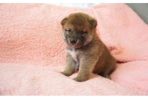 成約済の奈良県の柴犬-32467の2枚目
